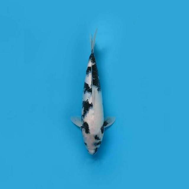 Jumbo Shiro Utsuri Prospek 41cm Female Tosai