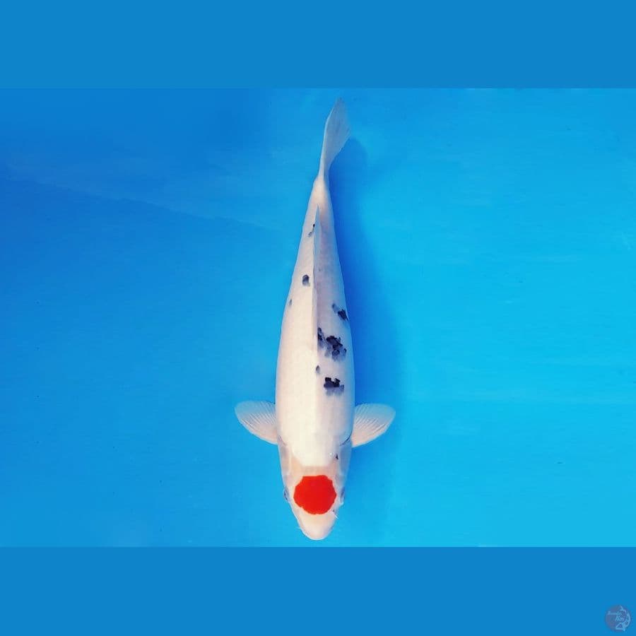 METEORA 16 ~ TANCHO SANKE JUMBO 42 cm/fm ™