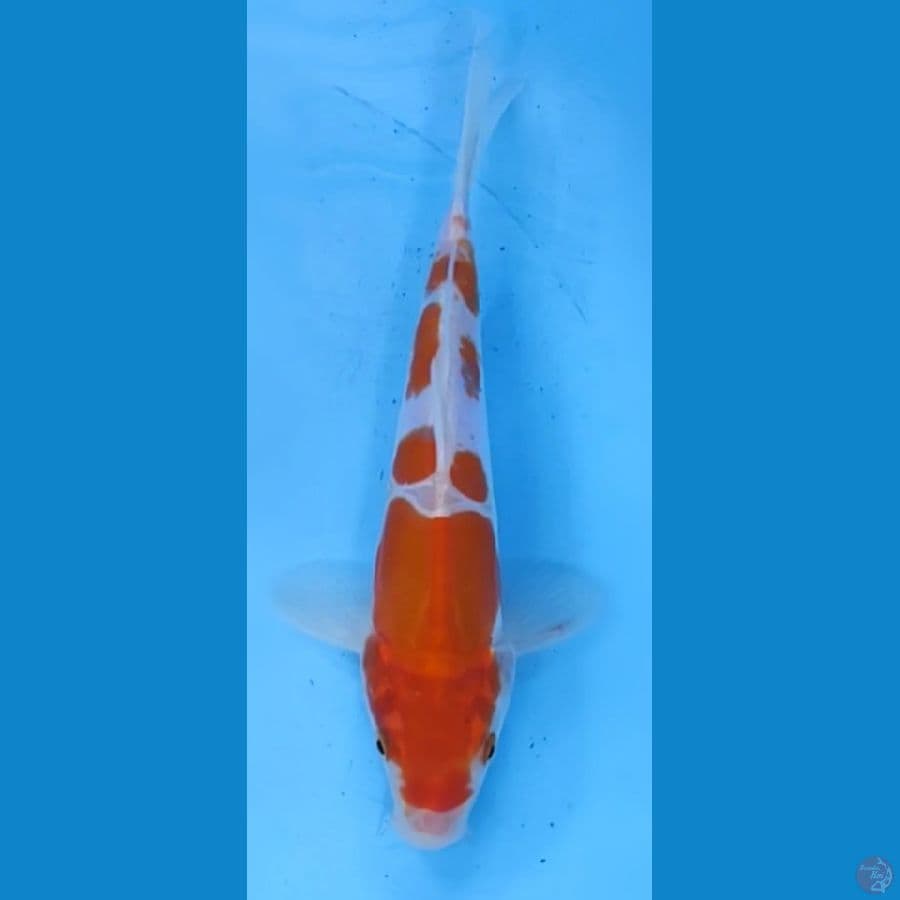 kohaku doidsu 24cm