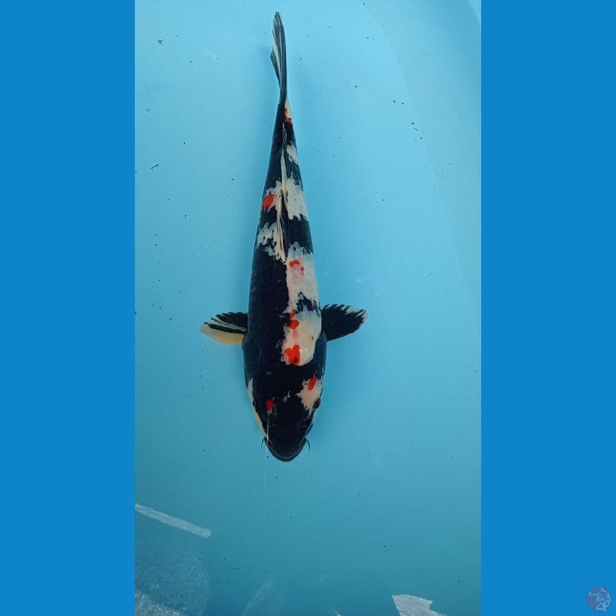 showa 32 cm