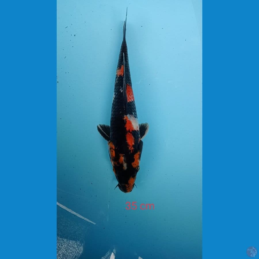 showa 35 cm