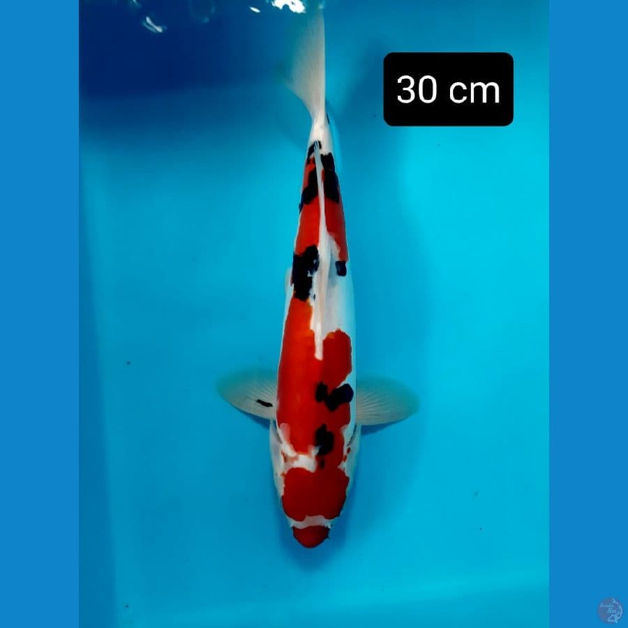 f1 doit sanke 30 cm