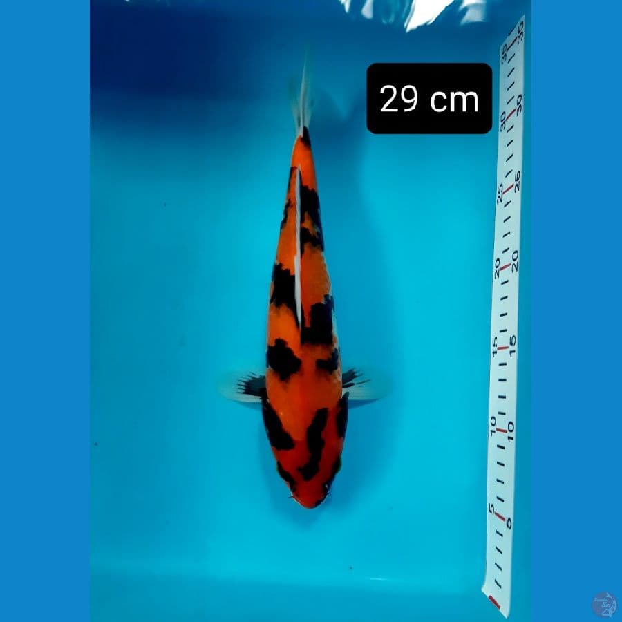 f1 showa 29 cm