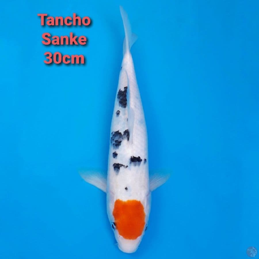 Tancho Sanke 30cm Ori