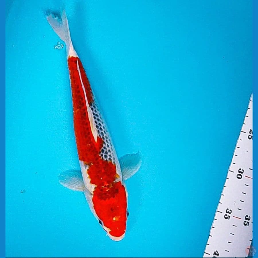 goshiki red 27cm