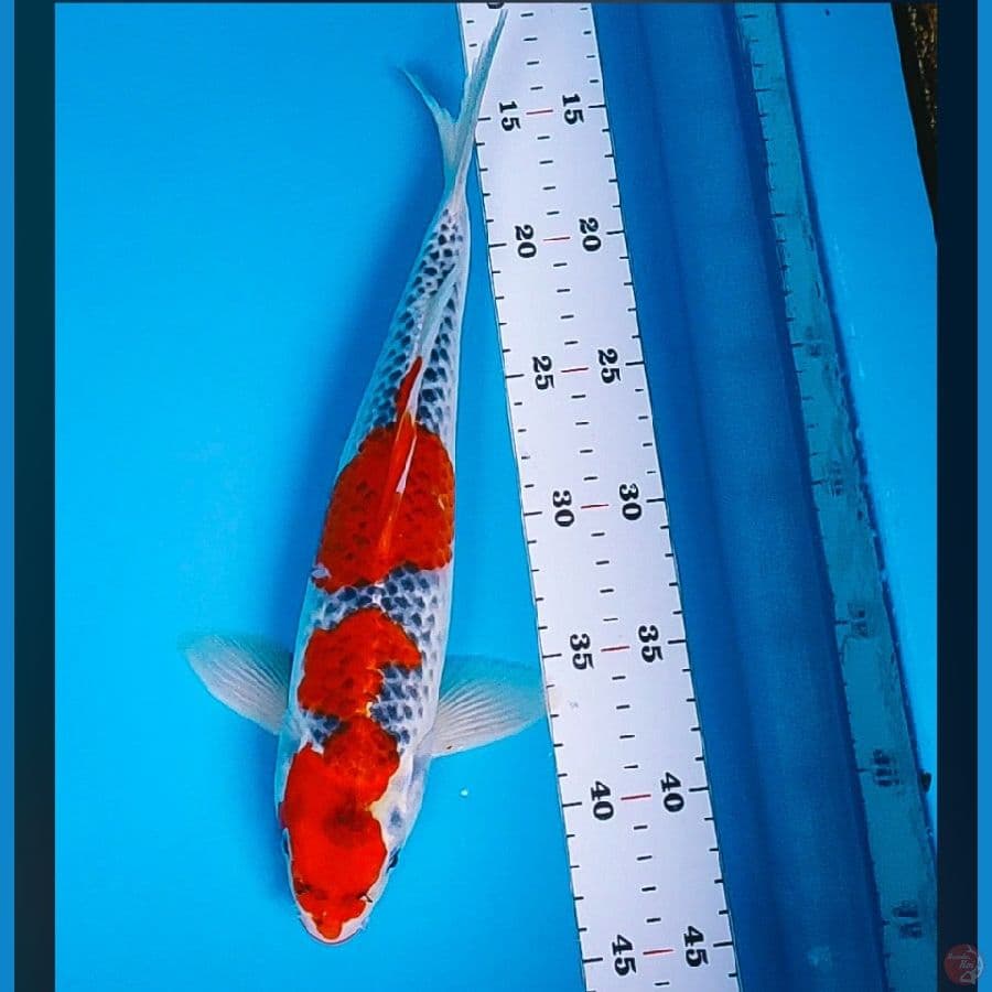 goshiki merah strong 31cm male