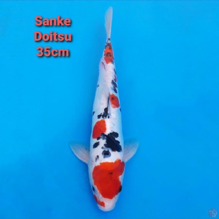 Sanke Doitsu 35cm