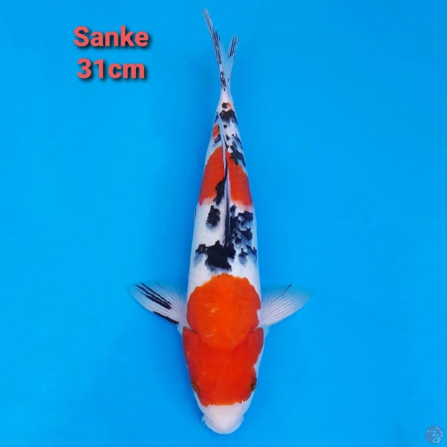 Sanke 31cm