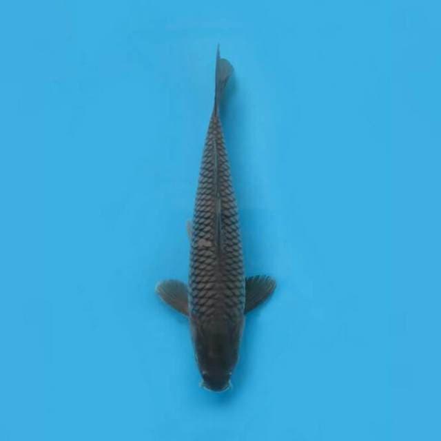 Soragoi Koleksi 36cm Male Tosai