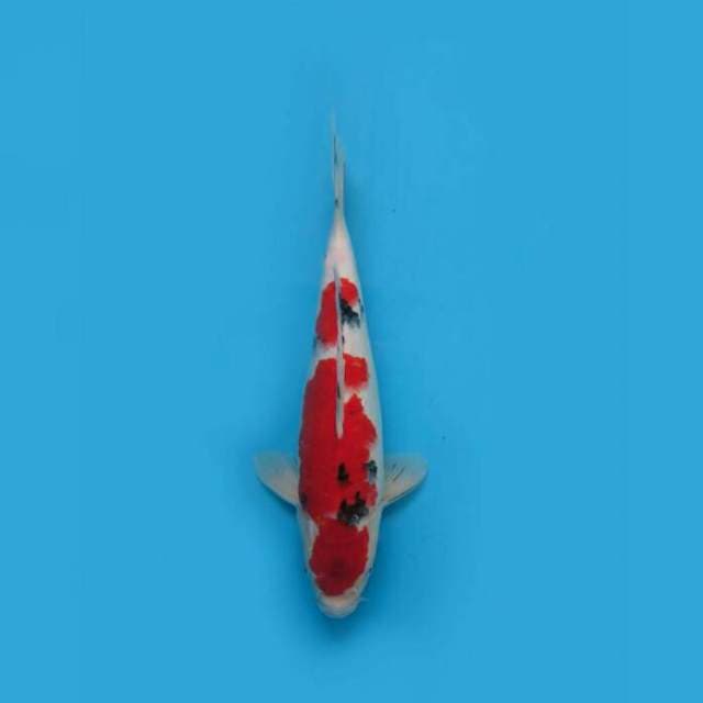 Red Nidan Sanke 34cm Male Tosai