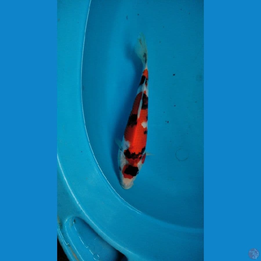 showa joss jreng 25cm
