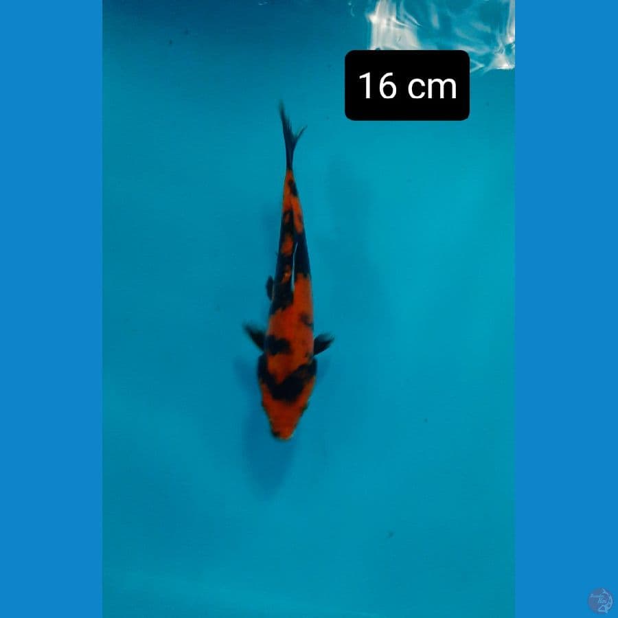 doitsu 16 cm