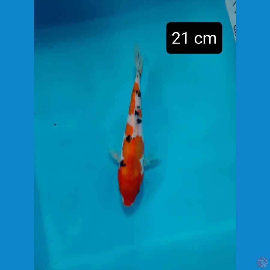 bahan keep doitsu 21 cm