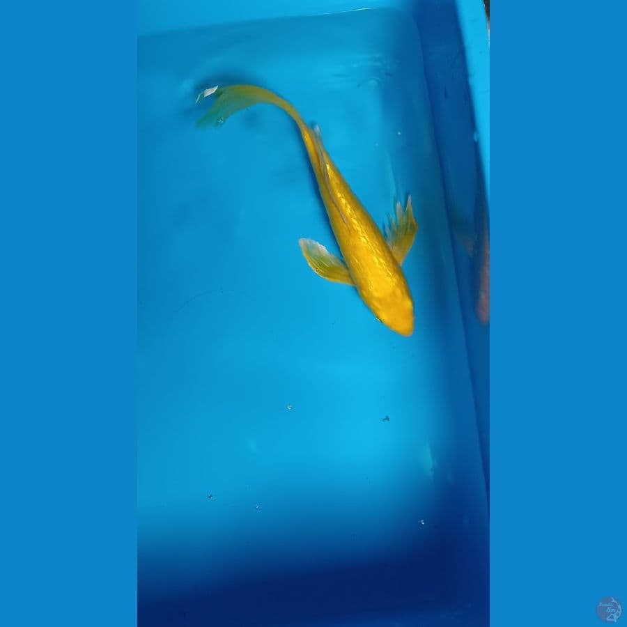 karasi mm selayar 28 cm