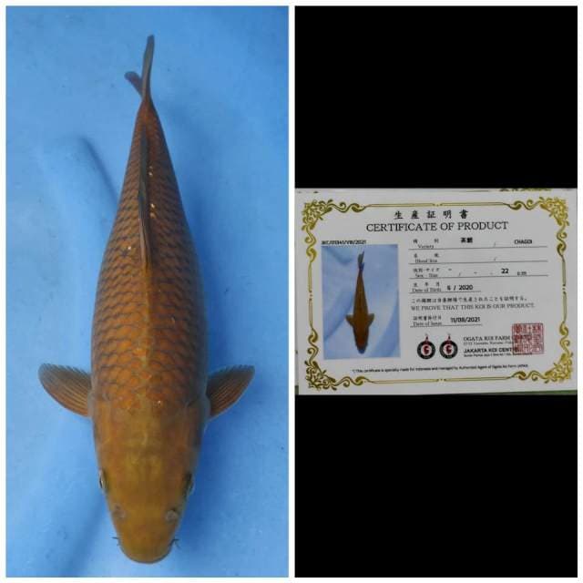 Ogata Chagoi