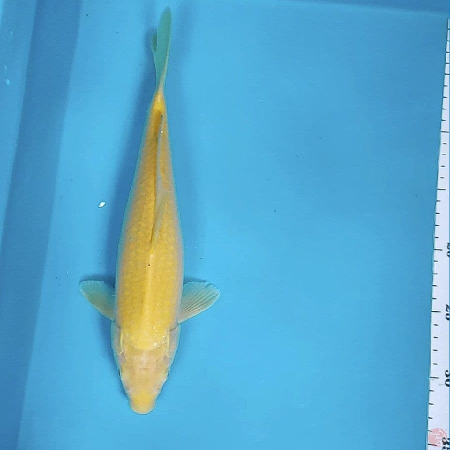 karashi lemon 31cm