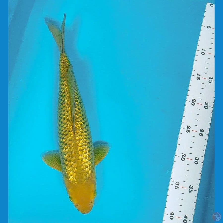 midori ginrin 33cm