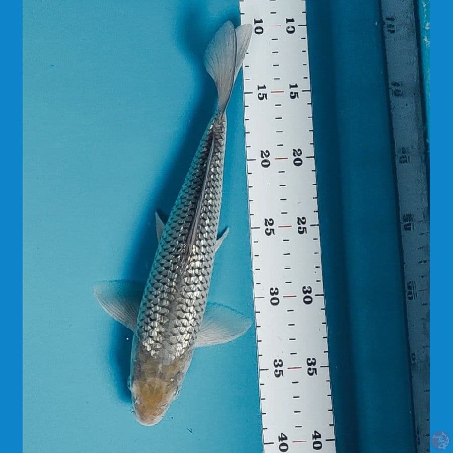 soragoi ginrin 28cm male