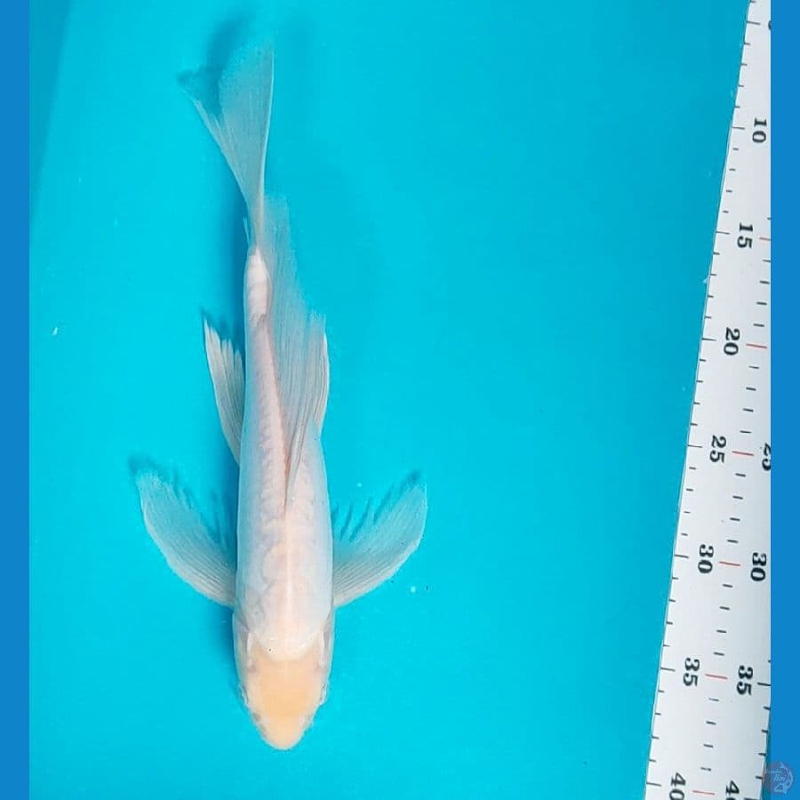 kumpay shiromuji doit 31cm male