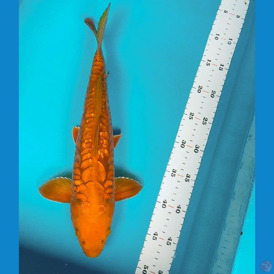 dragon ginrin 37cm male