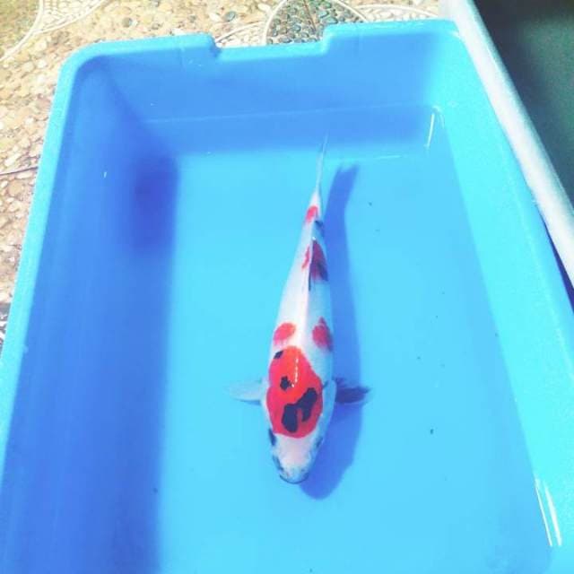 Kindai showa 33cm