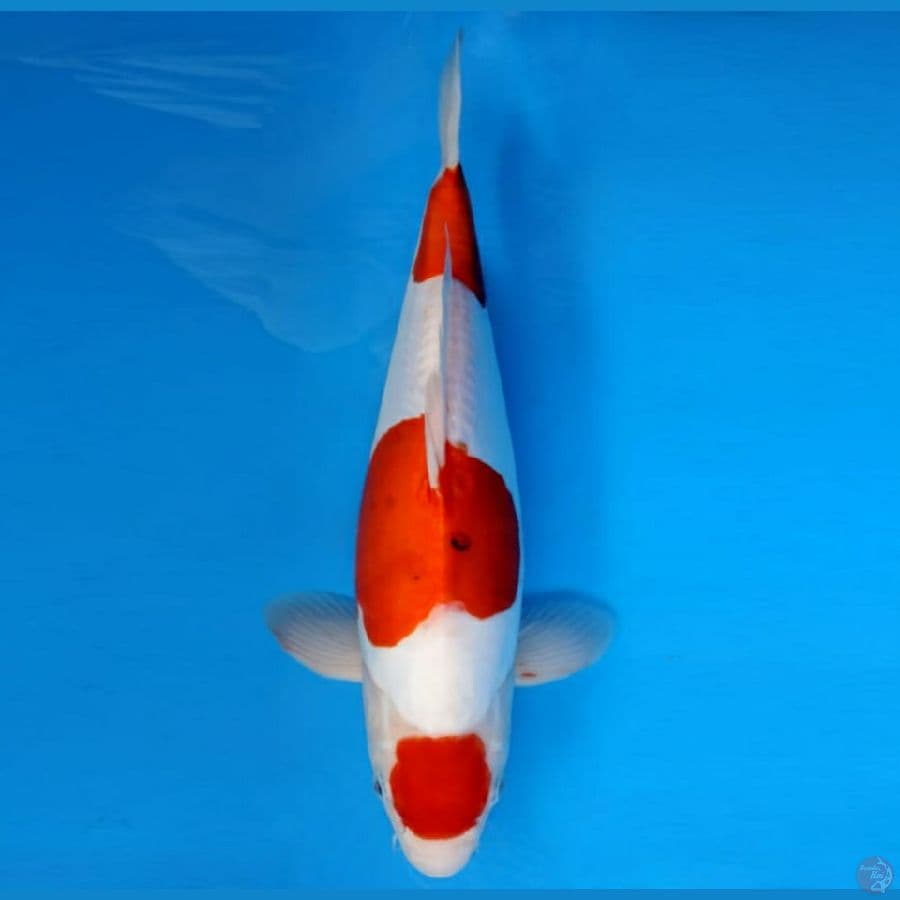 Aigoromo Doit, Jantan, 40cm
