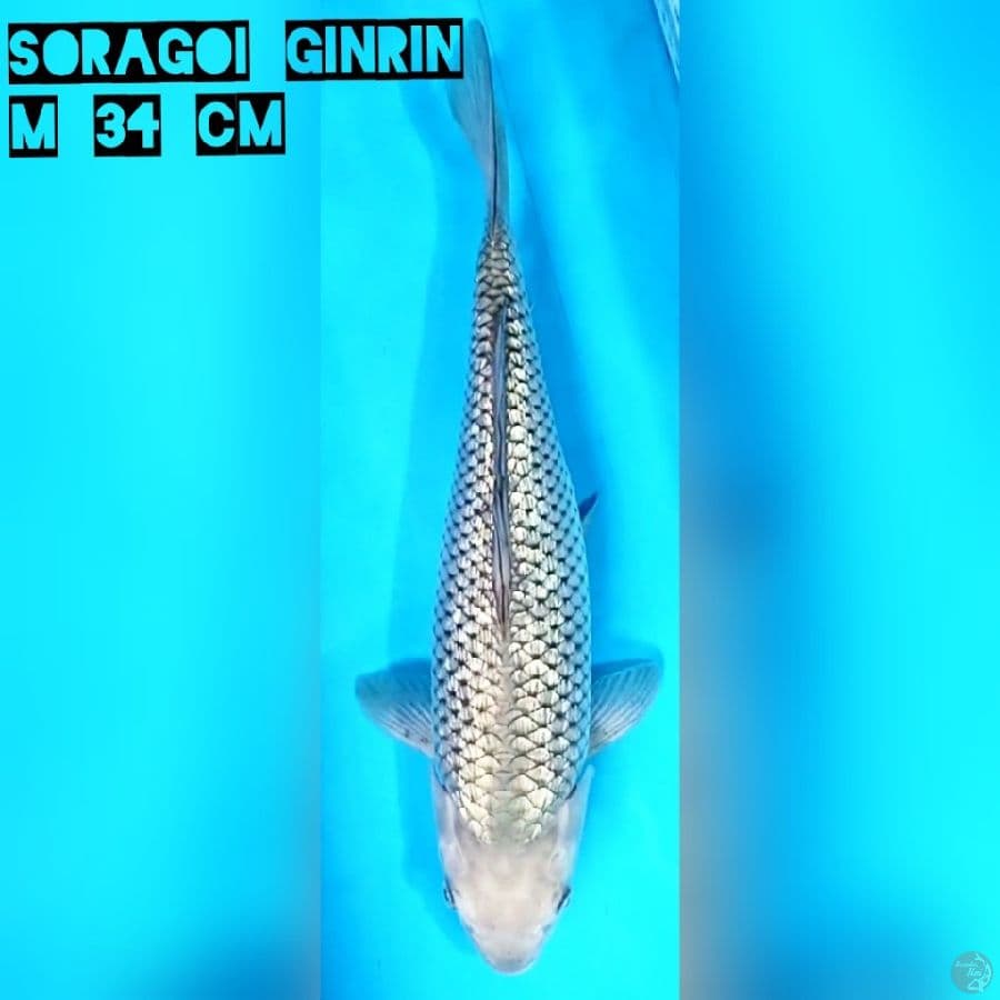 Soragoi Ginrin 34 cm