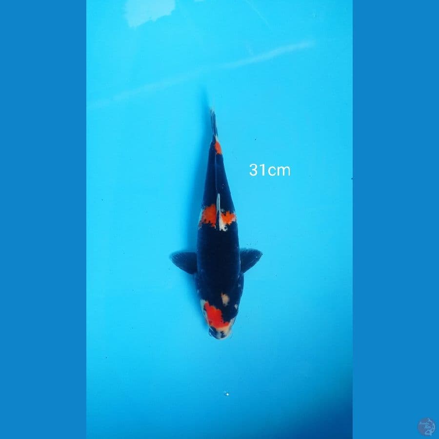 showa black jet