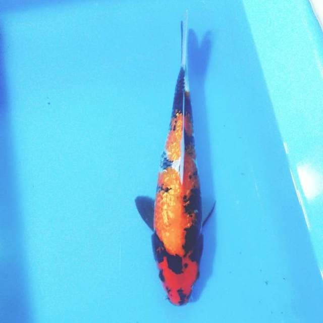Showa ginrin30cm