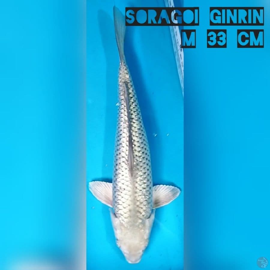 soragoi Ginrin 33 cm