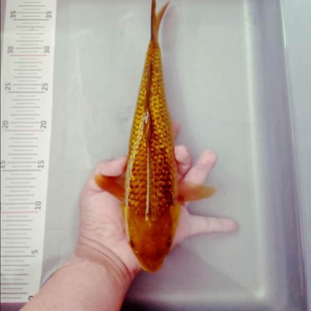 Cagoi ginrin 33cm..body manteeb