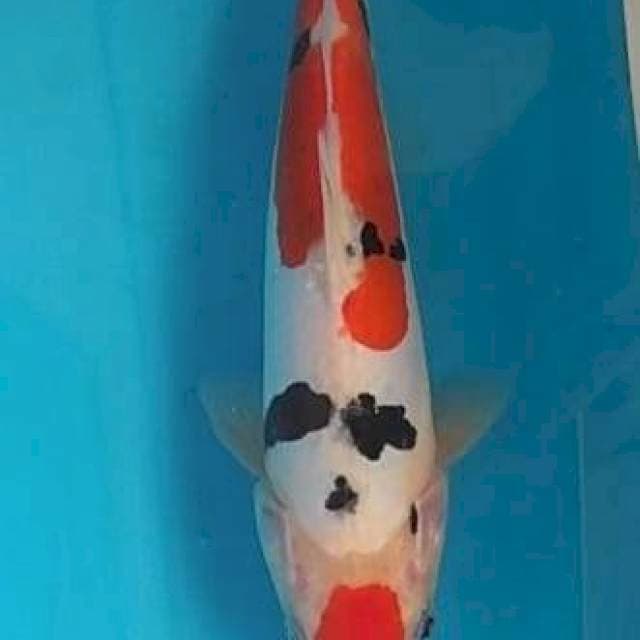 Sanke doitsu