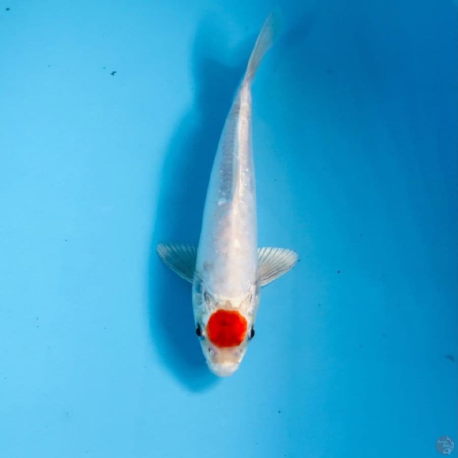 tancho kikushui, 22 cm