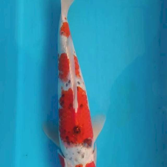Ghosiki