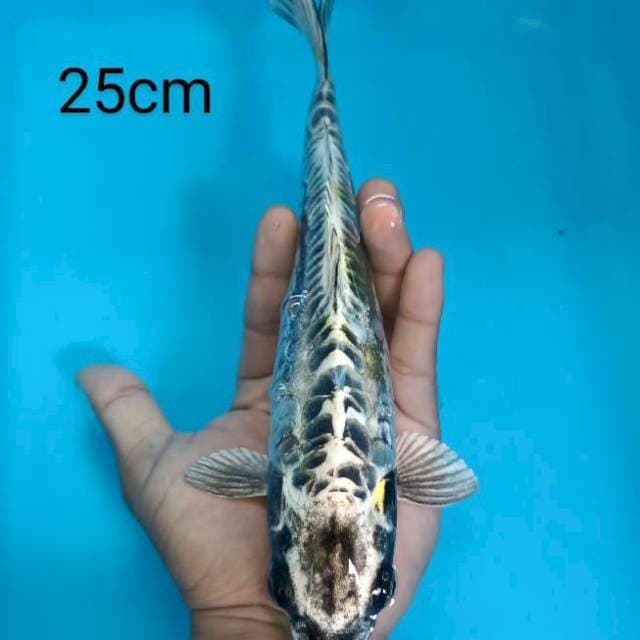 kiko antikan 26cm