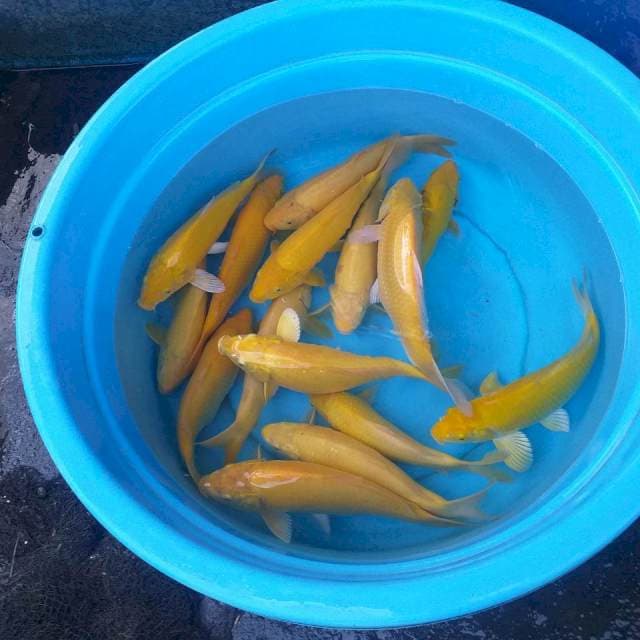Mix karasi lemon 15 ekor body munuk2
