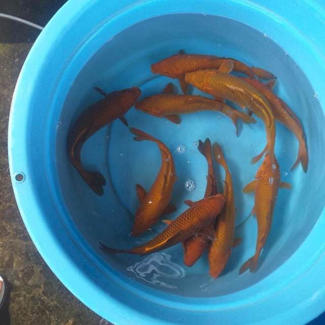 Mix caghoi tenbaga 10 ekor body munuk