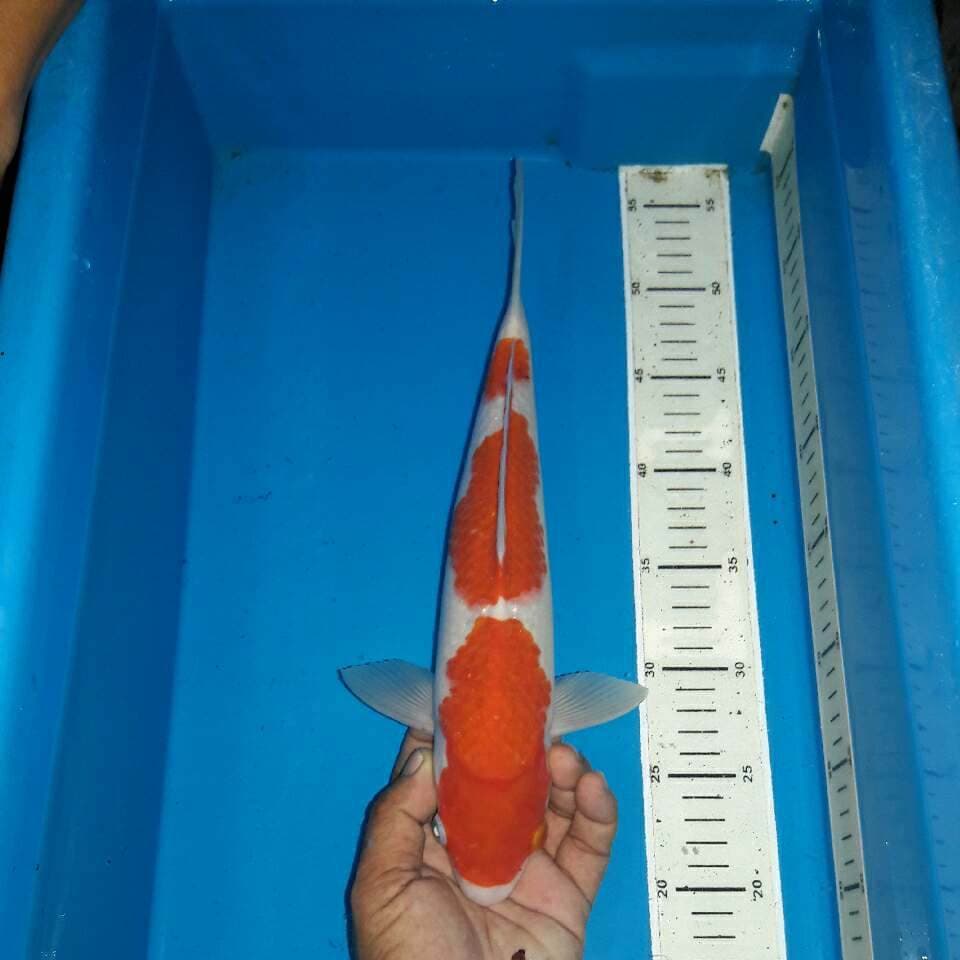 Kohaku f1