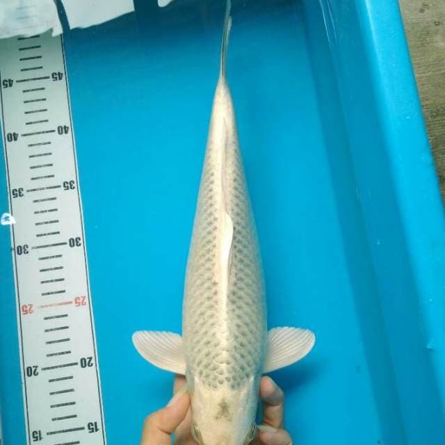 Sebut saja Mawar Antik Jumbo