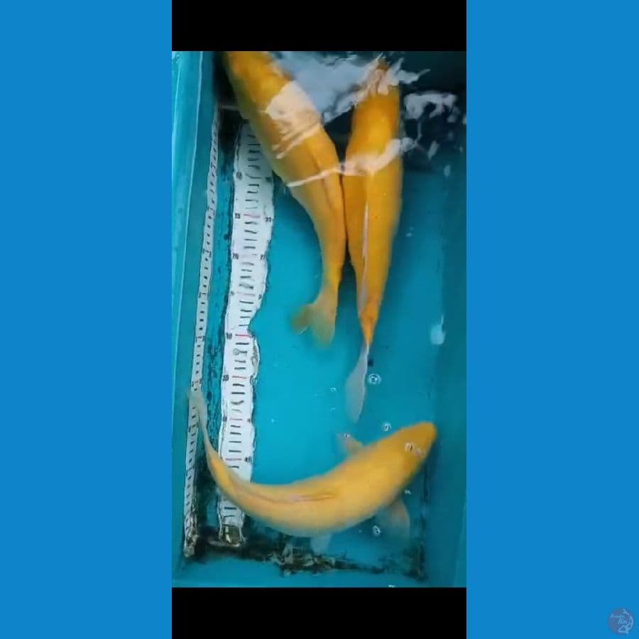 Karasi 3ekor 40cm
