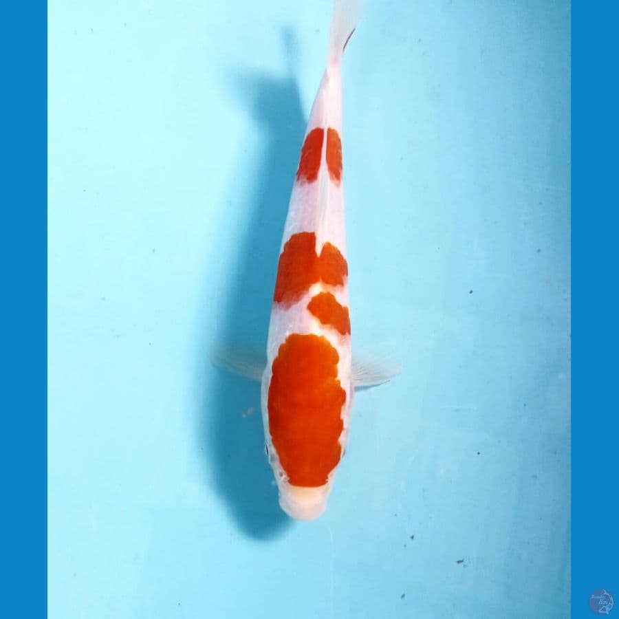 kohaku 20 Cm