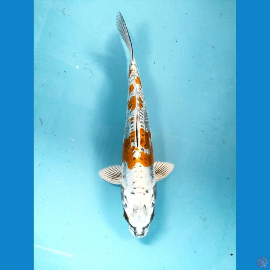 kikokuryu 27cm