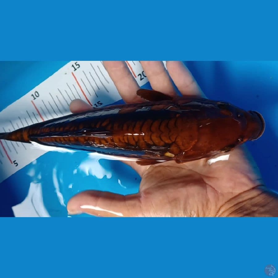 cahoi sisik naga 28 cm