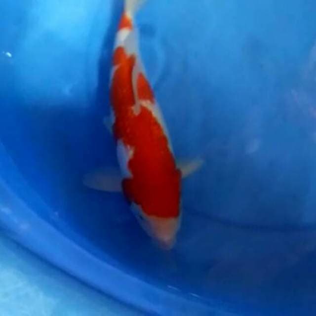 Kohaku ginrin super