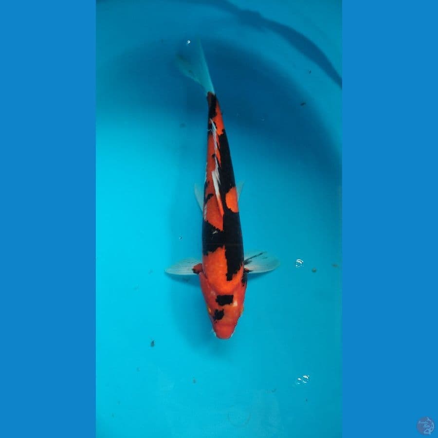 hishowa jantan hitam pekat 30cm