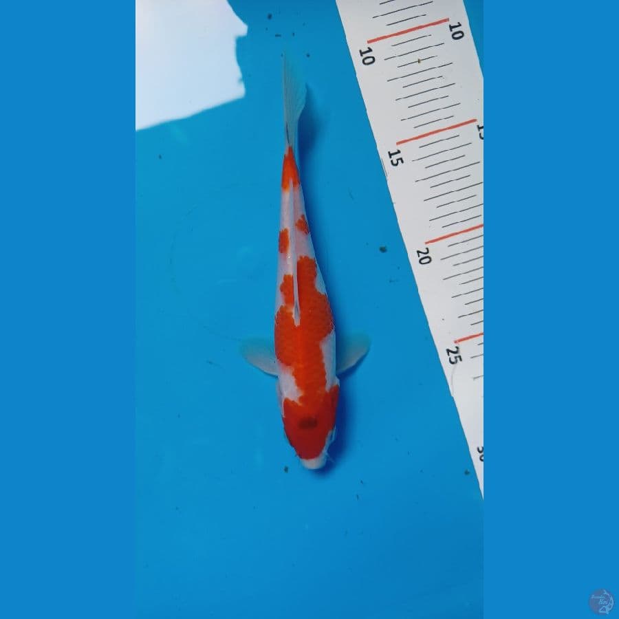 kohaku 18 cm