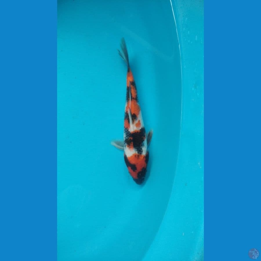 showa 22cm