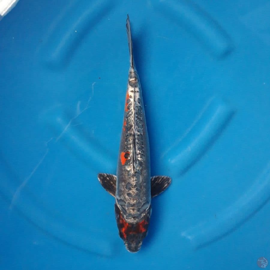 Maruten Beni Ki Kokuryu 37cm