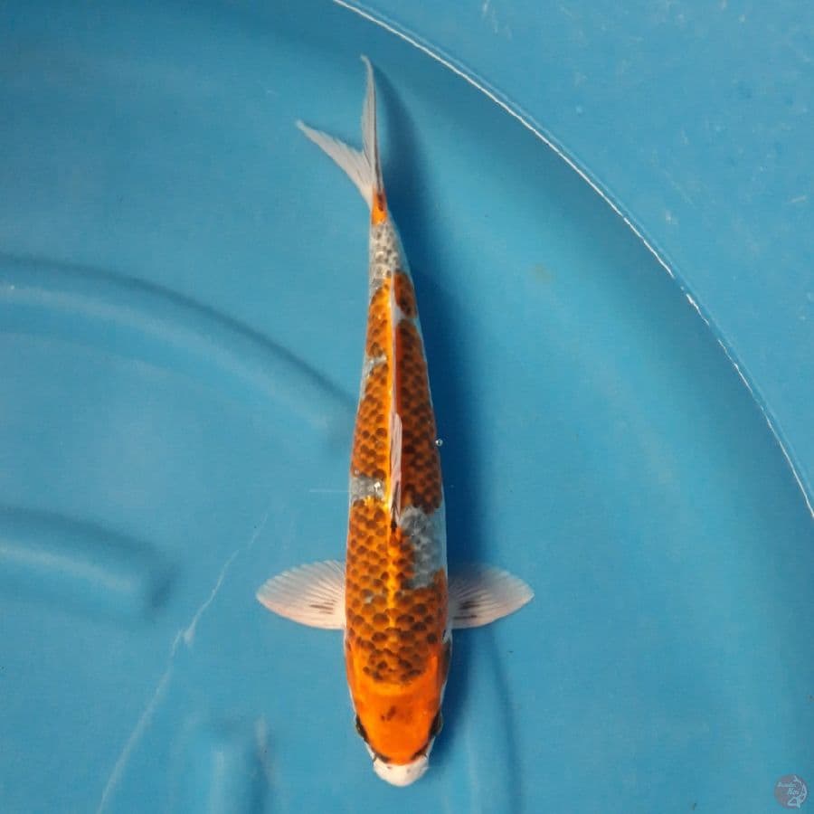 Kuro Goshiki 39cm