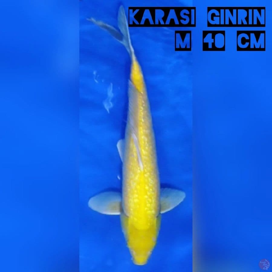 Karasi Ginrin M 40 cm